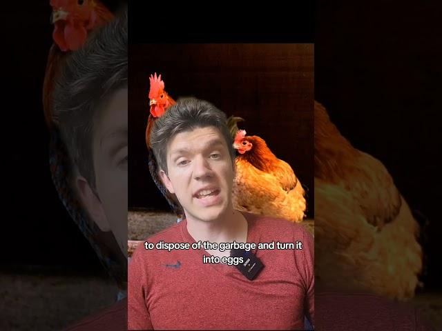 why do people prefer chickens over rabbits? #homestead #survivalskills #offgrid