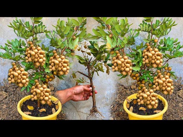 Cutting And Propagate Longan Tree With Orange -Longan Tree Growing