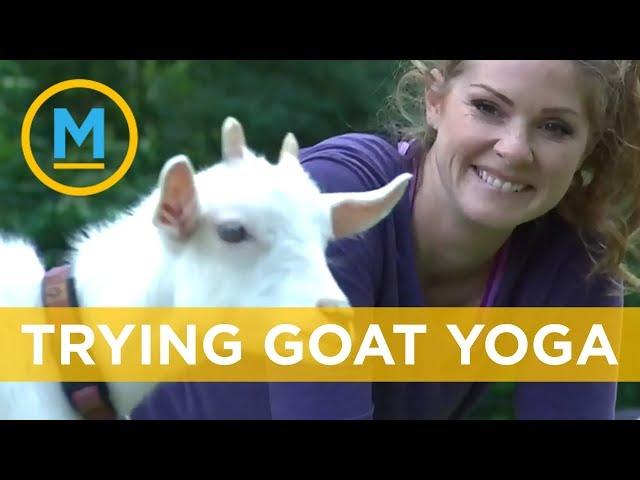 Lindsey does goat yoga! | Your Morning