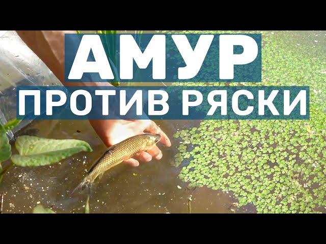 Запускаем Амура - Чистим пруд от ряски! Зарыбление мальком Белого Амура