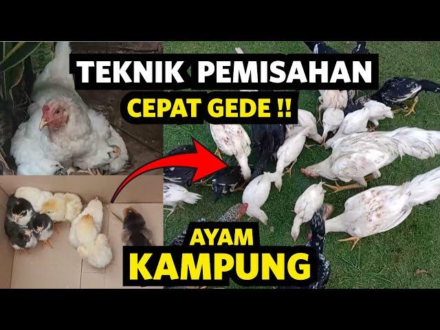 Cepet Gede   !!pemisahan anakan ayam kampung dari indunya