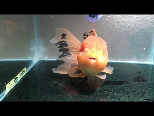 For Sale: "Halloween" XL Thai Oranda Goldfish Male (JU34) Fishchick Auctions (June Sale)