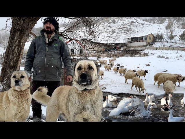 GIFT KANGAL DOG ARRIVED / SKI RESORT IN THE VILLAGE