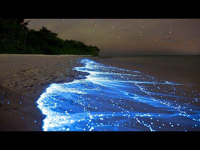 Sea of Stars - Vaadhoo Island, Maldives