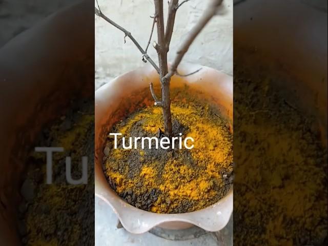 Sukhi Hui Tulsi ko kaise Hara Karen.