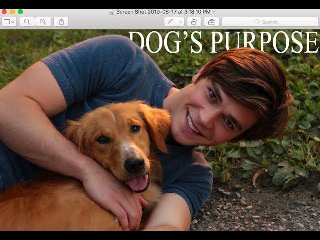 A Dogs Purpose I Bailey's story I Someone You Loved