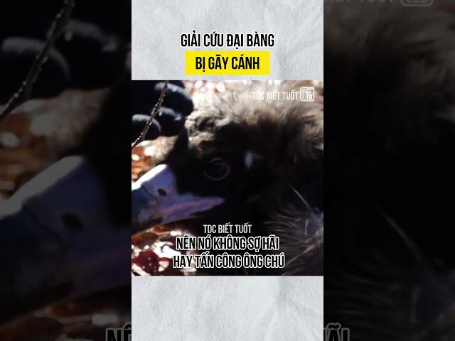 Giải cứu đại bàng bị gãy cánh
