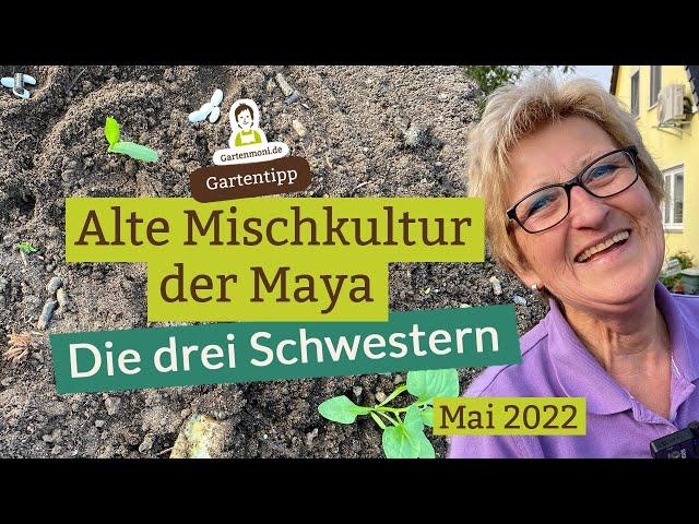 Die drei Schwestern: Alte Mischkultur der Maya mit Mais, Bohnen und Kürbis etwas abgewandelt