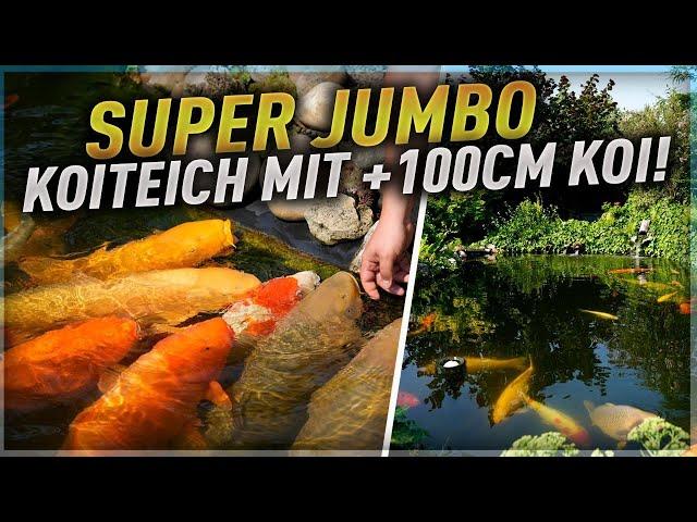 Phänomenal geil! Ein 30.000 Liter SUPER JUMBO Koiteich mit Koi bis 101 cm!