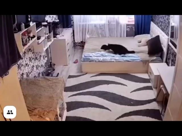 Мама кошка застилает кровать за своим неуклюжим сыном!