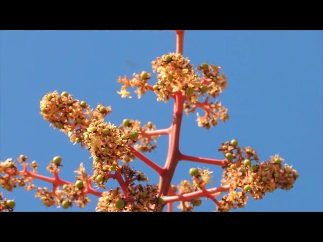 Flowering Mango tree. Как цветет манго