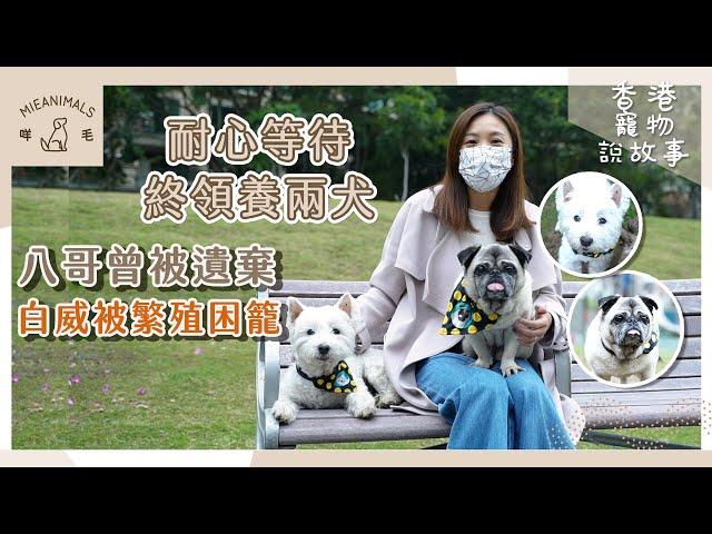 耐心等待終領養兩犬，八哥曾被遺棄，白威被繁殖場困籠5年！| 香港寵物說故事 | 咩毛