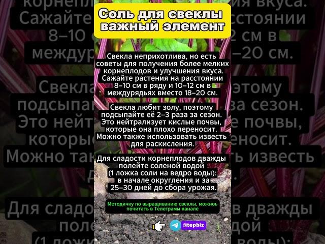 Секрет богатого урожая свёклы!  Роль соли в подкормке