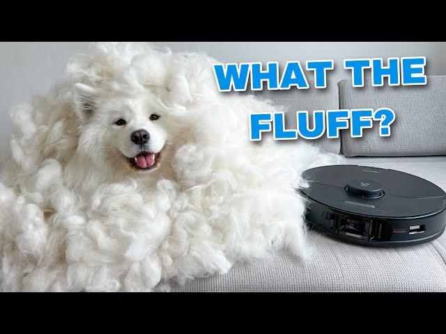 My Dog Tries To Destroy Our New Robot Vacuum | Roborock S7 MaxV Ultra