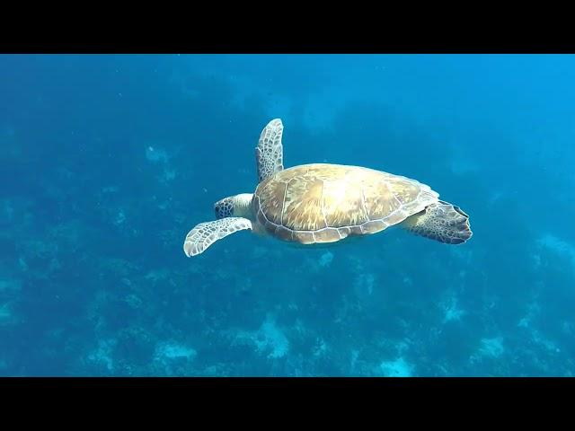 Sea Turtle and Flamingo Adventure!