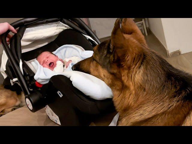 Rex the Protector: A Dog's Unwavering Love for His Human Buddy!