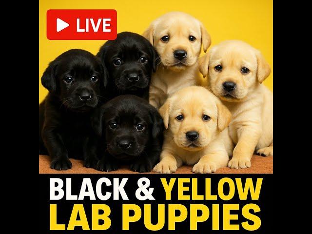 LIVE STREAM: Meet These Adorable 4 Week Old Lab Puppies! #live #livestream