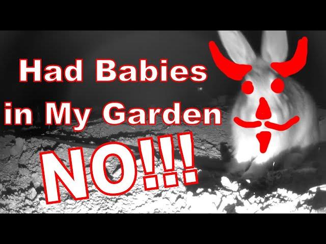 A Rabbit Left Her Babies in My Garden. Nooooo!