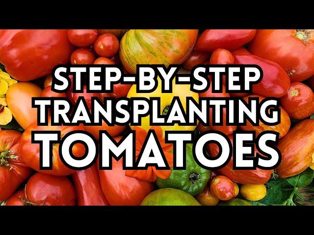 Watch This Before Planting Tomatoes - Expert Tomato Planting Tips For Maximum Production