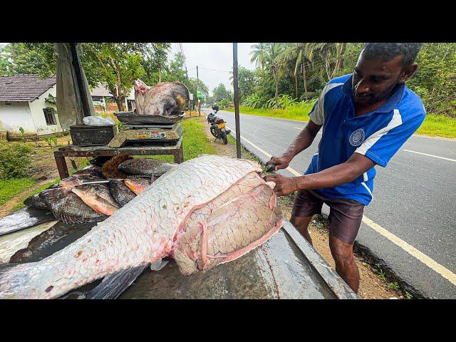 20Kg Big Eggs In Catla Fish Market in Sri Lanka Monster Fresh Water Catching & Cleaning