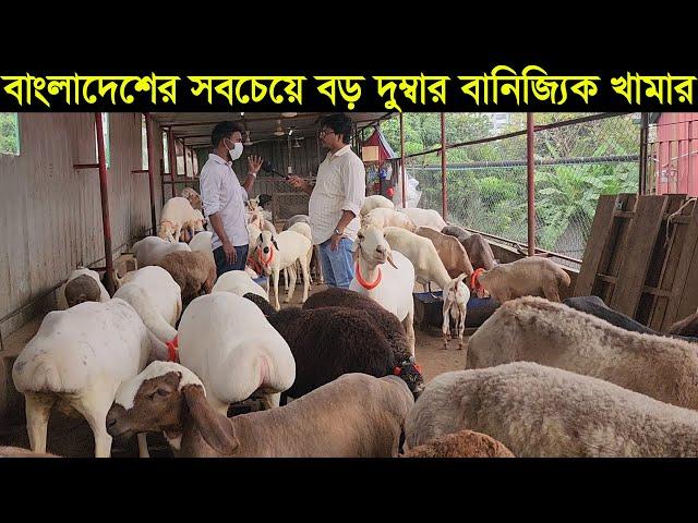 বাংলাদেশের সবচেয়ে বড় দুম্বার খামার। দুম্বার বাচ্চা সহ বড় দুম্বা কিনুন dumba price in bd