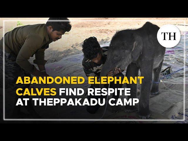 This is how abandoned elephant calves receive special care at Theppakadu camp