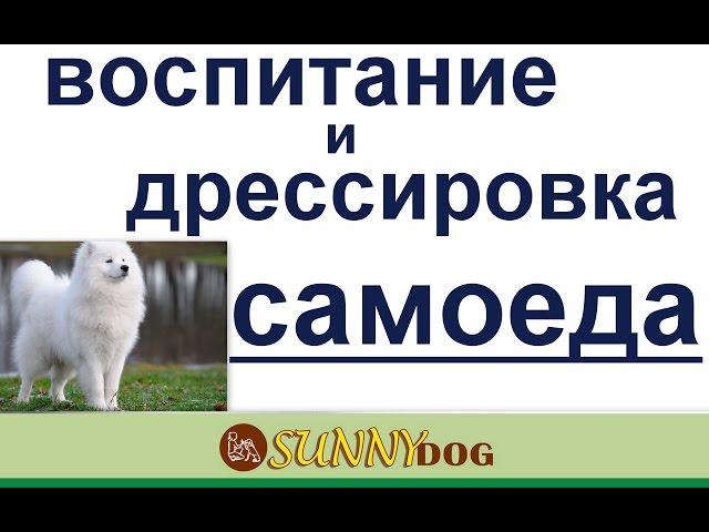 дрессировка  и воспитание самоеда  как воспитать самоеда