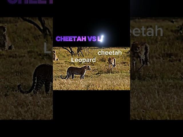 cheetah vs leopard #trending #cheetah #leopard #shorts #short #wildlife #youtubeshorts #viralvideo