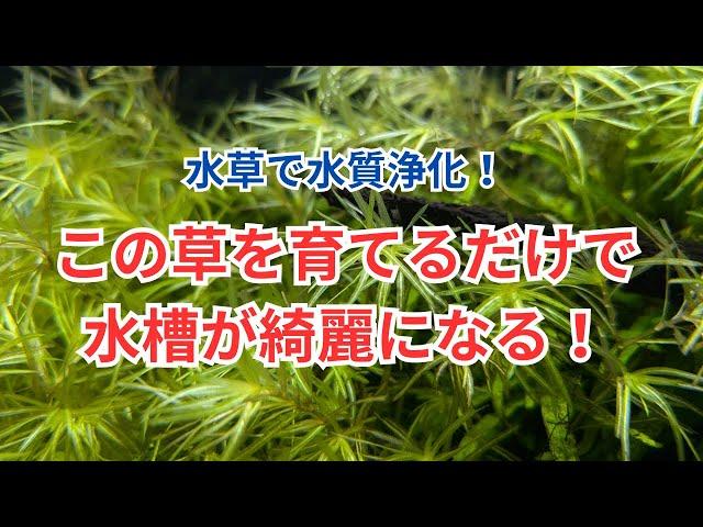 【水草で水質浄化】水槽を綺麗にするおすすめの水草をご紹介します！