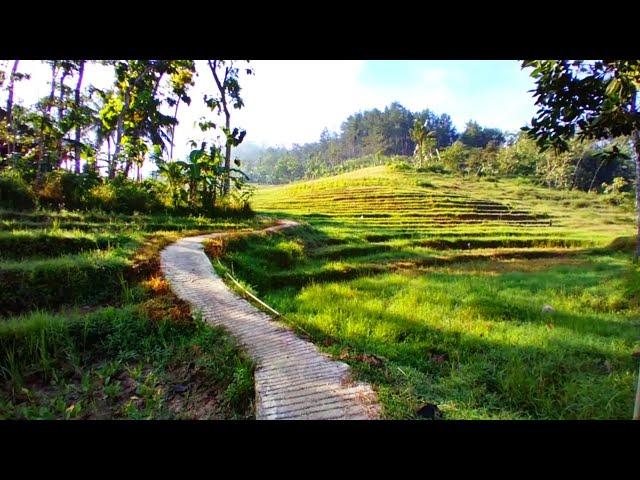 keindahan alam desa pagi hari bikin betah،،suasana pedesaan jawa tengah - indonesia