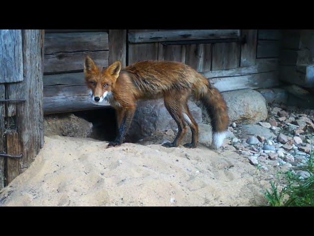 Fox digging burrow under shed