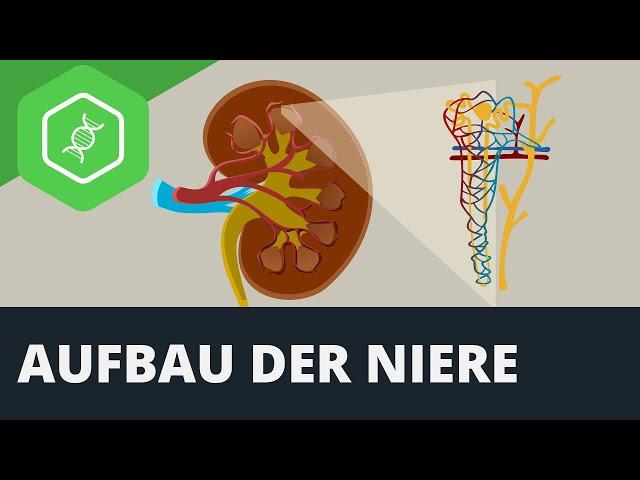 Die Niere - Aufbau