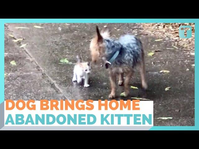 Dog Rescues Tiny Abandoned Kitten By Bringing It Home