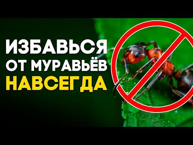 УНИВЕРСАЛЬНОЕ СРЕДСТВО ОТ МУРАВЬЁВ ДОМА И НА ДАЧЕ! ОТ ЧЕГО ПОГИБНУТ МУРАВЬИ? \\ Димон и пумба