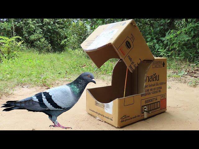 Quick Bird Trap - Easy Technique Pigeon Trap Using Cardboard Box