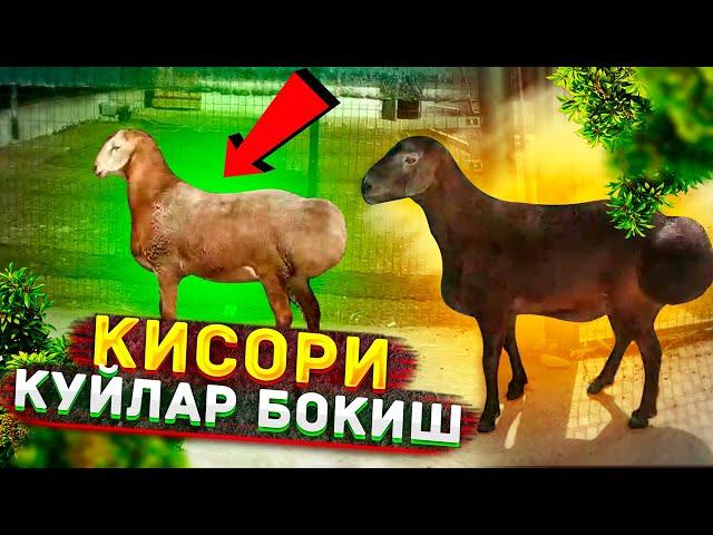 ТОЗА ХИСОРИ КУЙЛАР БОКИШ