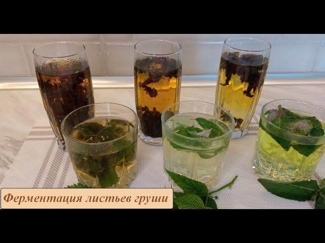 Ферментация чая из листьев груши. Коротко о главном.