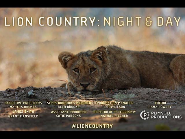 Lion Country Night and Day