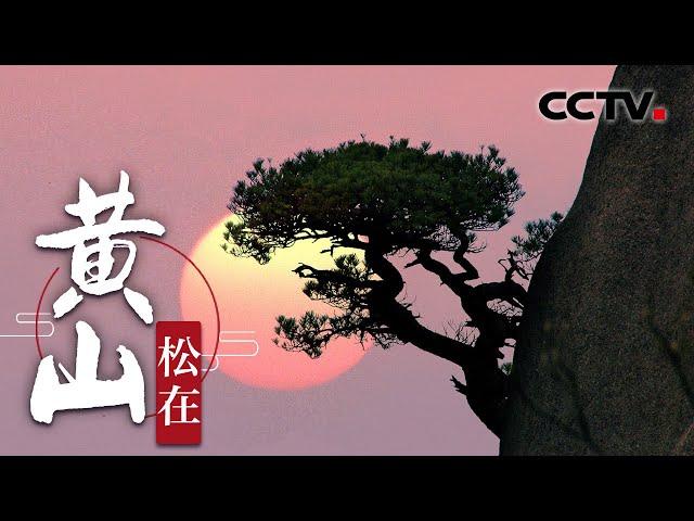 《黄山》松在 | CCTV纪录