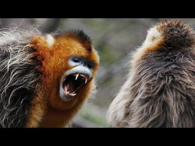 Asian Wildlife in 4K | UHD | BBC Earth