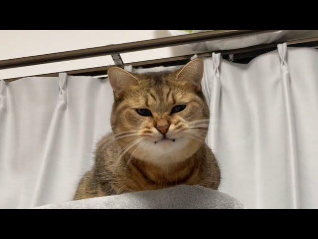 1日ごとに顔の丸みが増している謎猫ｗｗｗ