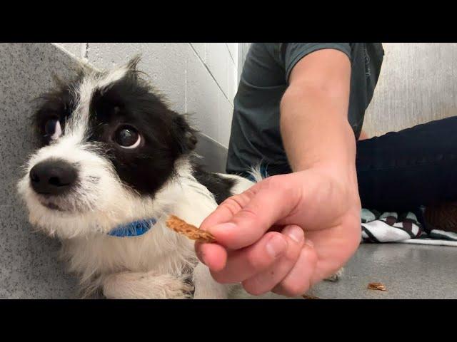 Watch this shelter dog take his first treat 