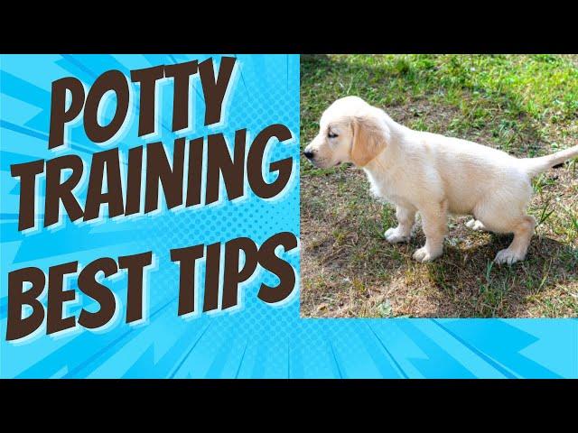 Absolutely The Best Tips on Housetraining a Puppy