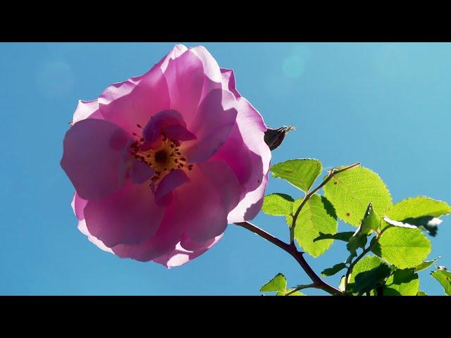 Hérault : découvrez une roseraie magnifique et en fleurs à côté du lac du Salagou