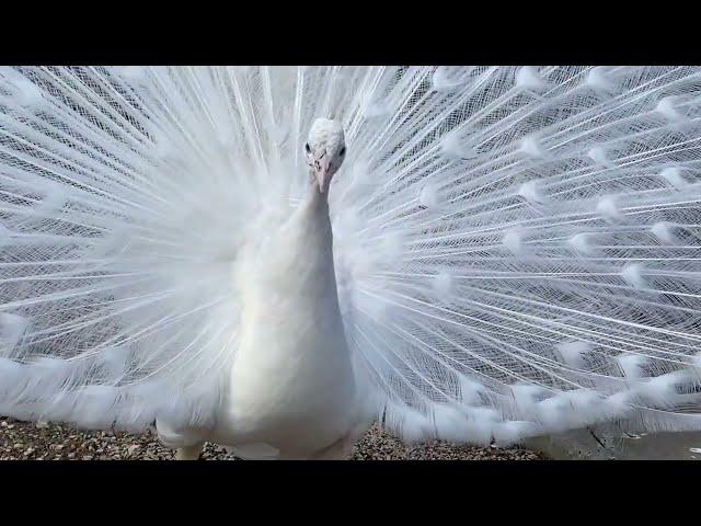 Танец БЕЛОГО ПАВЛИНА для нашего доброго утра!