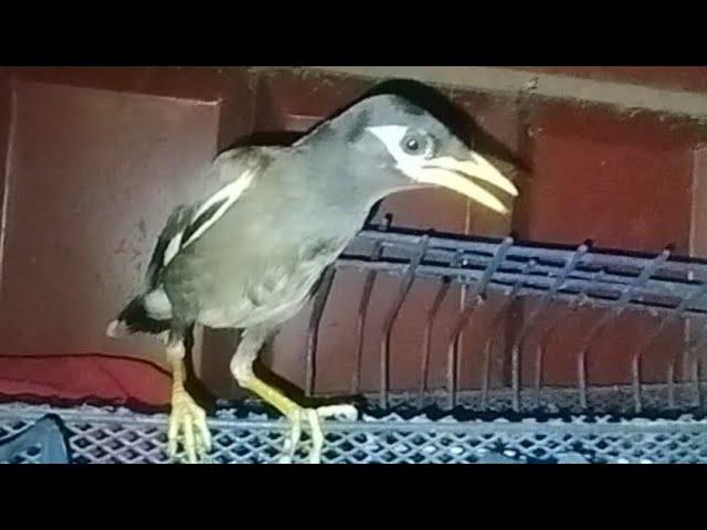 জনপ্রিয় একটি পাখি শালিক ️Shalik is a popular  bird #youtube #video #birds