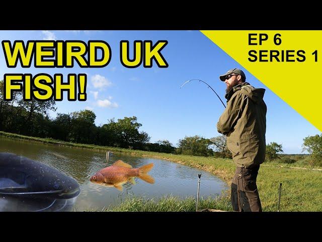 Big Catfish, Orfe & Goldfish: Chasing Scales Species Hunt  (EPISODE 6)