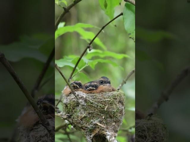 Cute New Zealand Fantail Chicks Fed in Nest #cutebirds #birds #nest #birdnest #nature