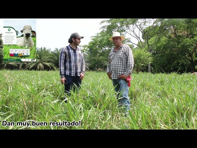 En pijijiapan, Chiapas llegaron los híbridos papalotla para quedarse