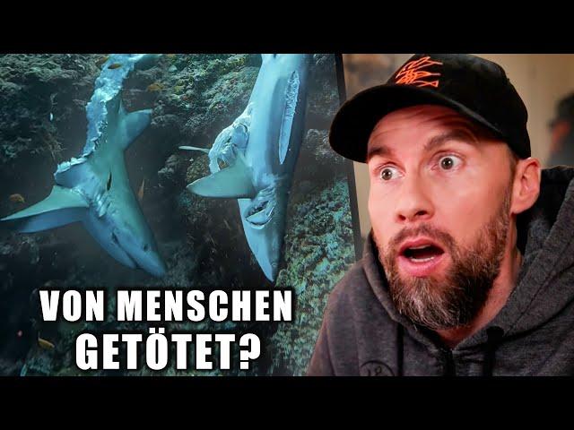 Tote Haie auf den Malediven entdeckt! Was ist passiert? | Robert Marc Lehmann